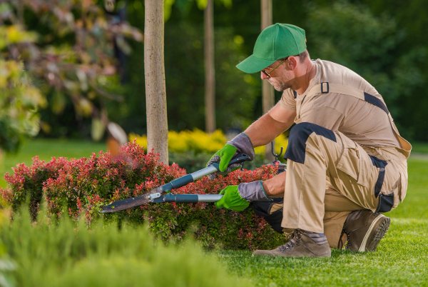 Murphy's Lawn Services