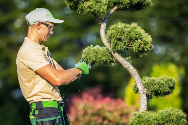 Tree Trimming